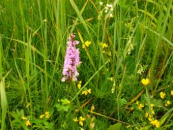2013-07-07_Kotalm-Jochberg (043).JPG
